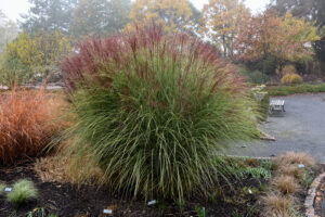 large bunch of maiden grass in a landscaped garden bed