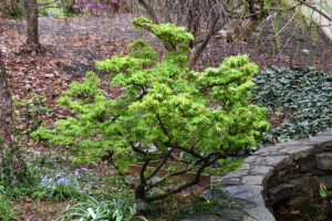 Japanese Maple ‘Mikawa Yatsubusa’ dwarf tree planted on a hill with a rock retaining wall