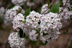 Up close images of white flower clusters on a viburnum shrub
