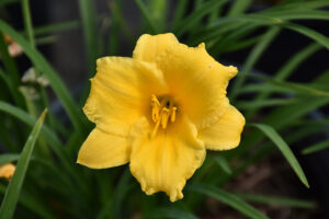 close up of an open yellow Stella d Oro’ Daylily with green leaves blurred in background