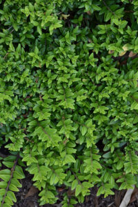 green leaves of a Thunderbolt Box Honeysuckle shrub