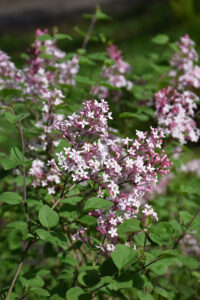 small pink flowers and green leaves of a Flowerfesta Lilac shrub