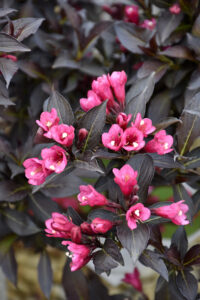 up close image of weigela plant with pink blooms and dark leaves