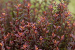 close up of leaves of a Lucky Devil or Spicy Devil Ninebark shrub