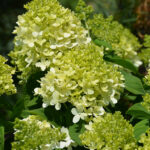close up of a yellow hydrangea