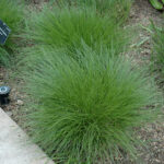 multiple tufts of little bluestem, a native prairie grass