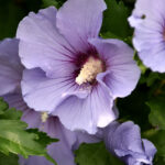 up close picture of a purple hibisucs flower, also known as a rose of sharon