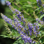 up close picture of a vitex or chaste tree plant with blue flowers