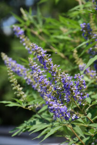 up close picture of a vitex or chaste tree plant with blue flowers