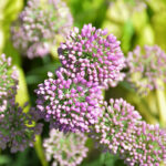 up close picture of pink allium flower plant