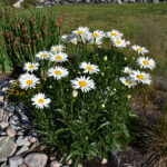 white shasta daisy plant near rock and green landscaping