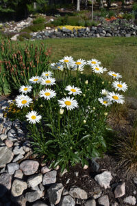 white shasta daisy plant near rock and green landscaping