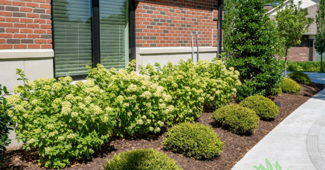 rows of landscaping with bushes, hydrangeas and trees next to a brick building