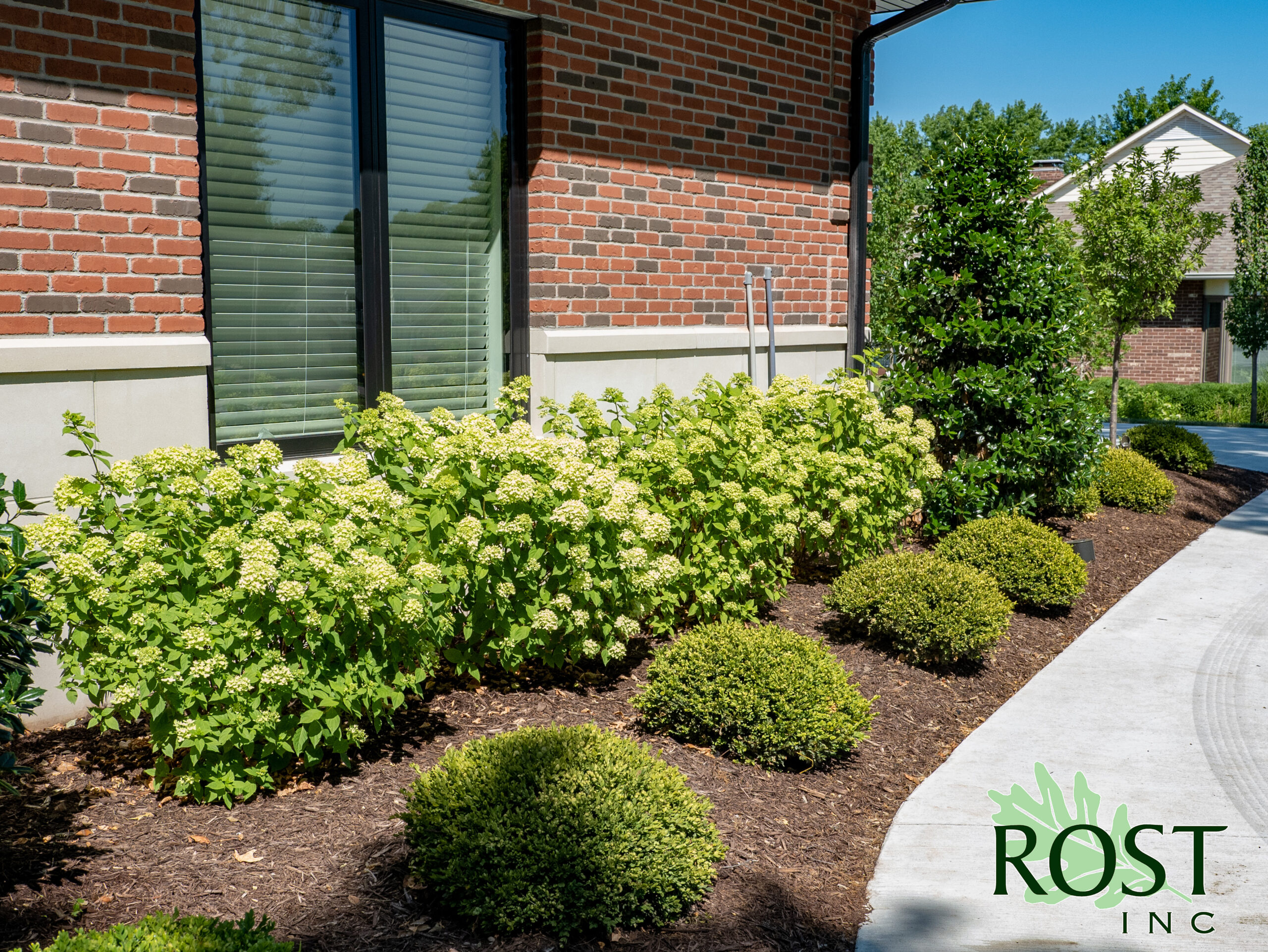 rows of landscaping with bushes, hydrangeas and trees next to a brick building