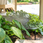 green plants near a patio with a sprinkler system spraying on them