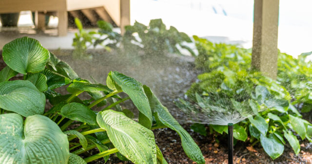 green plants near a patio with a sprinkler system spraying on them