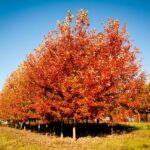 Row of trees growing on a tree farm turning orange during the fall.