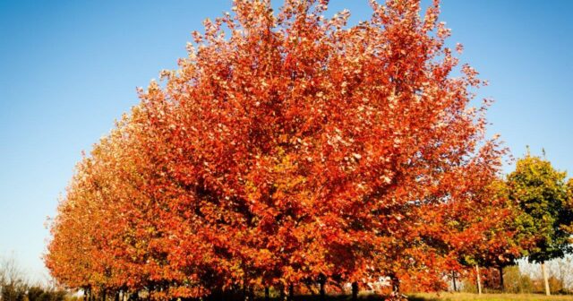 Row of trees growing on a tree farm turning orange during the fall.