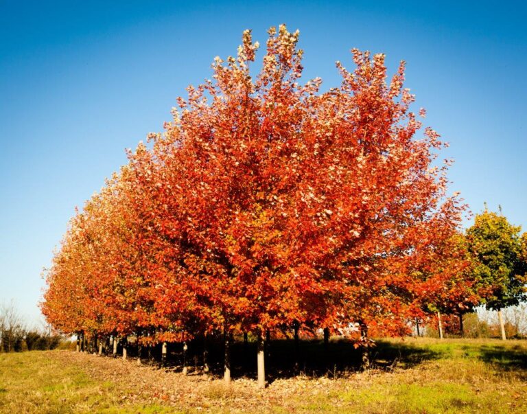 Row of trees growing on a tree farm turning orange during the fall.