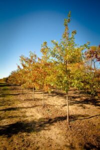 Row of young trees growing in a row on a tree farm turning yellow in the fall.