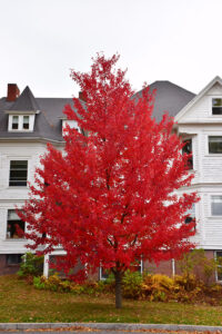 shade tree for fall color red