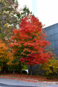 shade tree for fall color orange