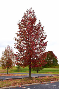 shade tree for fall color purple