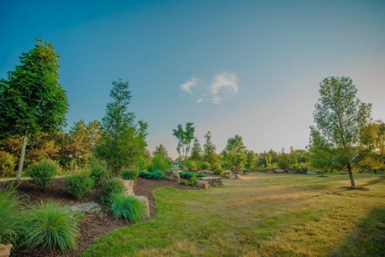 Lawn with trees and shrubs surrounded by mulch.