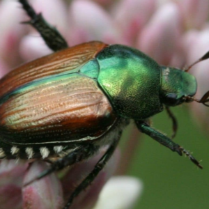 Japanese Beetle: Common Plant Pest