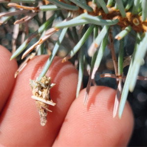 Bagworms: common plant pest