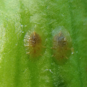 Scale: Common Plant Pest