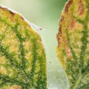 Spider Mites: Common Plant Pest