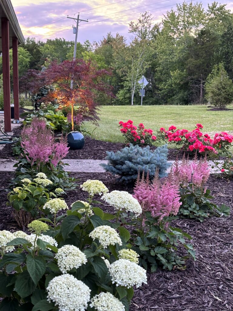 Hydrangea Type: Smooth