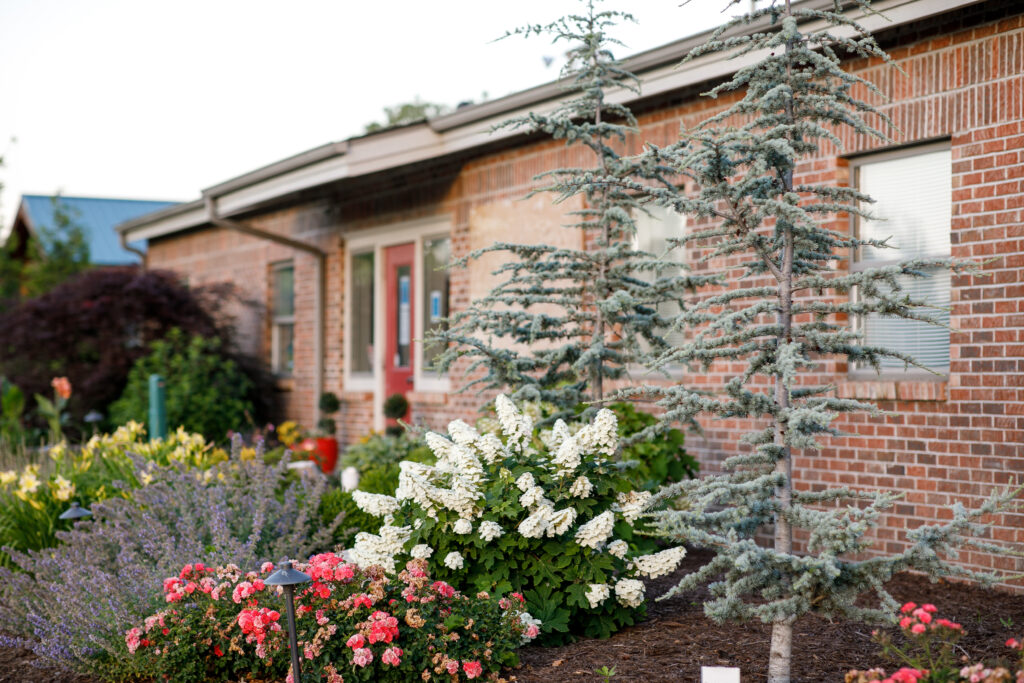 Hydrangea Type: Oak Leaf