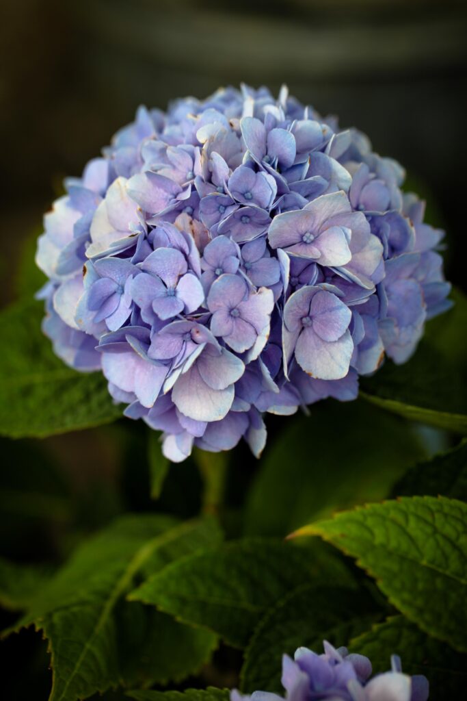 Hydrangea Type: Big Leaf
