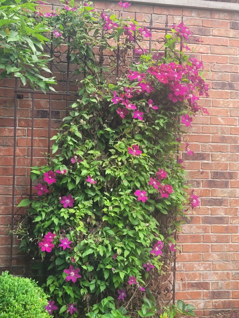flat trellis