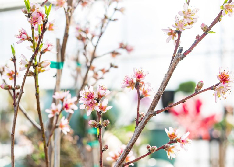 fruit trees
