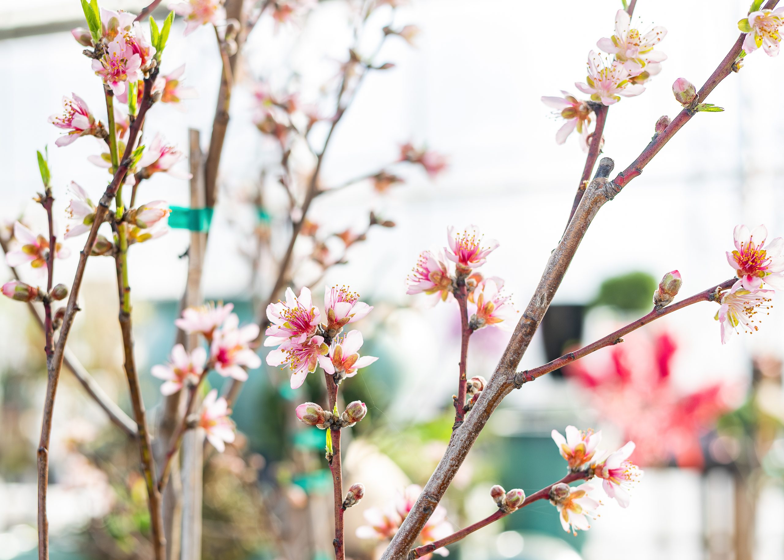 fruit trees
