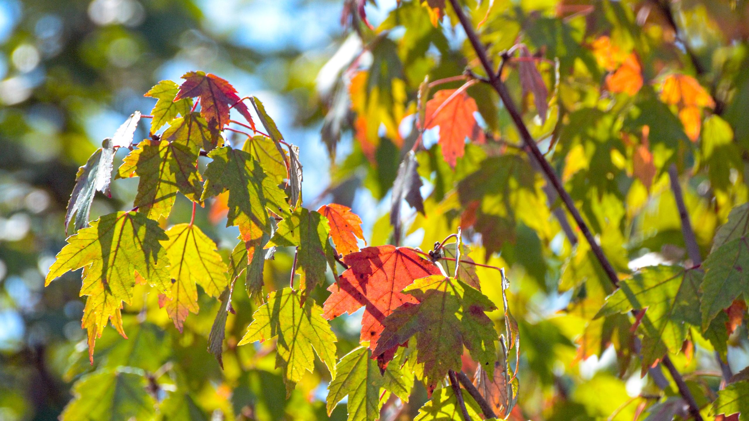 fall color